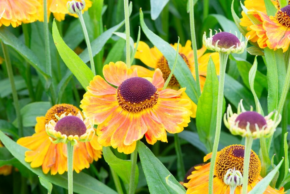 sneezeweed [Mardi Gras]
